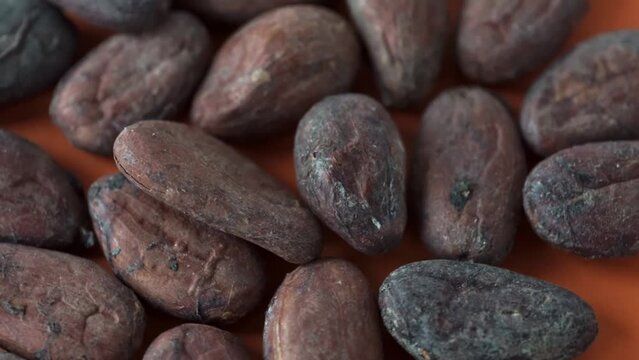 Close-up freshly picked cocoa beans. Slow motion