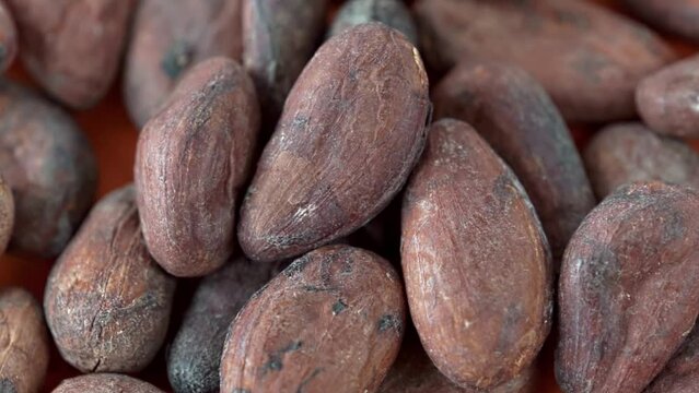 Close-up freshly picked cocoa beans. Slow motion