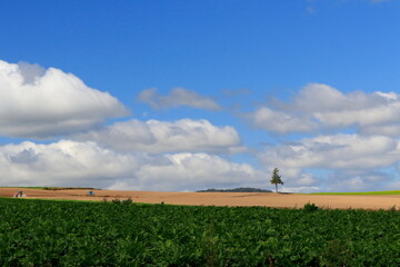 夏の美瑛の風景