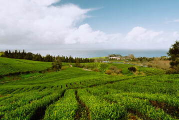 Fototapeta na wymiar Scenic landscape with lush green rows of organic tea plant. Tea plantation in Europe - Cha Gorreana tea factory in Sao Miguel island, Azores, Portugal
