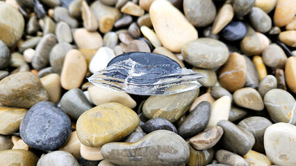 Sea butterfly on pebbles. Cavolinia uncinata