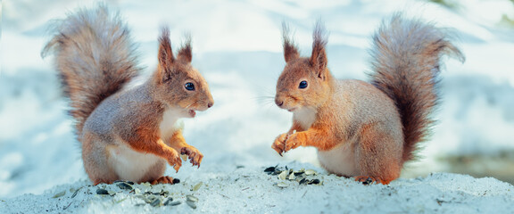 two squirrels eat seeds in winter forest, squirrel family