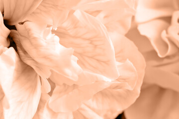 Flower head close-up. Natural background. Color peach fuzz