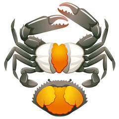Seafood Raw crab isolated on white background. Hand drawn sketch of crab. Vector illustration. Fresh organic seafood.