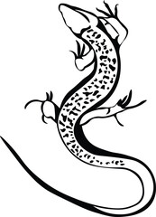 Cartoon Black and White Isolated Illustration Vector Of A Small Lizard