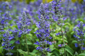 Close up of violet Angelonia flowers and green leaves at King Rama 9 Park ,Bangkok Thailand