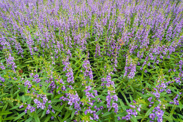 Obraz premium Fullframe background texture of purple Angelonia flowers and green leaves at King Rama 9 Park ,Bangkok Thailand