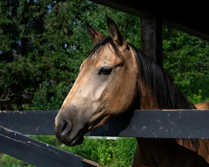 A beautiful quarter horse in a corral