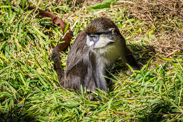 Schmid’s Red Tail Monkey (Cercopithecus Ascanius) sitting on the ground surrounded by grass.