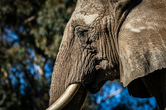 Close up of the head of an African Elephant