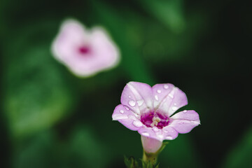 Water drops on leaf yellow flowers in the meadow.
