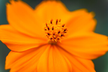 Beautiful leaf yellow flowers in the meadow.