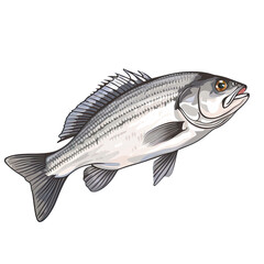 Fresh sea bass fish isolated on transparent or white background.