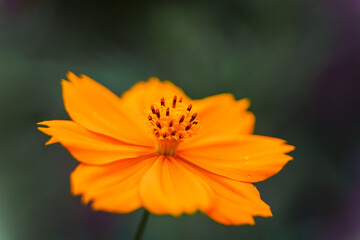Beautiful leaf yellow flowers in the meadow.