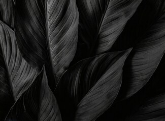 Fototapeta premium Black leaves background