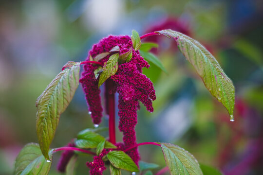 Vivid Amaranthus Caudatus flowers on green plants background close up. Also known as as love-lies-bleeding, pendant amaranth, tassel flower,velvet flower, foxtail amaranth