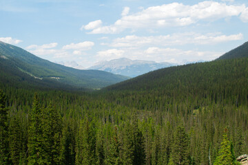 A look into the green forests 