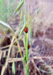 Two ladybugs on a stalk of grass in the plain