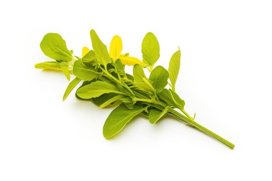 a single Yellow dock herb isolated on white background