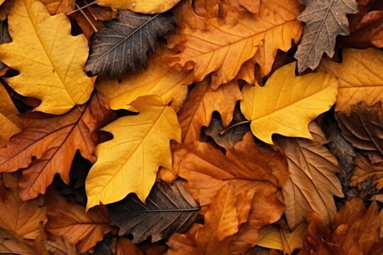 A pile of leaves scattered on the ground. Can be used to depict autumn, nature, or seasonal changes