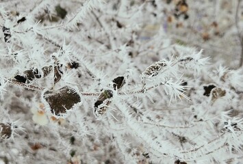 tree branches in winter in hoarfrost. beautiful ice crystals formed in wind