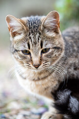 Obraz premium Close-up of an outdoor cat puppy.