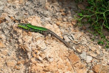 Skyros-Mauereidechse // Skyros wall lizard (Podarcis gaigeae) - Insel Skyros, Griechenland