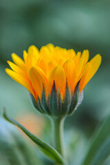 Flor Calendula Naranja Background © Romina