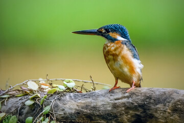 kingfisher on the branch