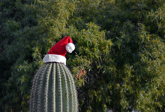 Saguaro cactus with santa hat
