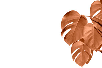 Color of the year 2024, Peachy Fuzz  Monstera plant
