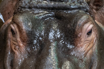 Part of the head of an amphibian hippopotamus in water.