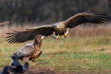 White Eagle tail 