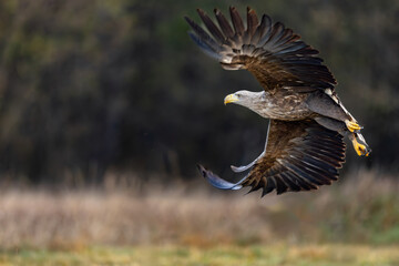 White Eagle tail 