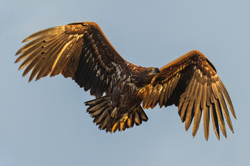 White Eagle tail 