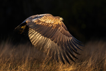 White Eagle tail 