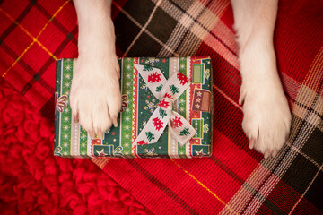 Prezent dla psa - piesek trzyma łapkę na świątecznym upominku - obrazy, fototapety, plakaty