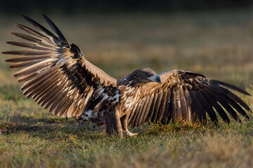 White Eagle tail 