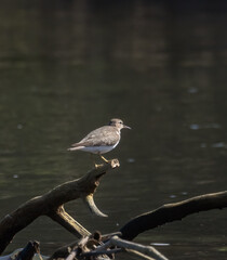 A Spotted Sandpiper on wood in the Tarcoles River in Costa Rica