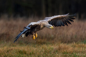 White Eagle tail 