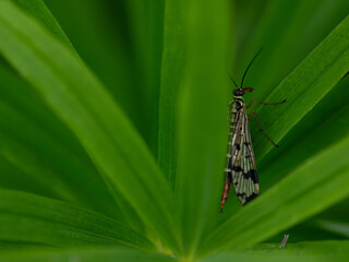 Common European Scorpionfly (Panorpa communis), female, dorsal view, on smooth green background, leafs of  Whorled Solomon's-seal (Poligonatum verticillatum)