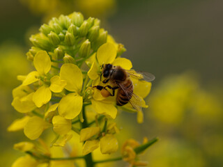 Western Honeybee (Apis mellifera), Buckfast Bee, collecting pollen on flower of White Mustard (Sinapis alba)