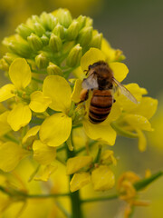 Western Honeybee (Apis mellifera), Buckfast Bee, collecting pollen on flower of White Mustard (Sinapis alba) 