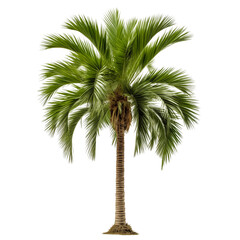 Coconut tree cut out on a transparent background. Close-up of an exotic tree in PNG format, side view. Clipart of trees to insert into a set or project.