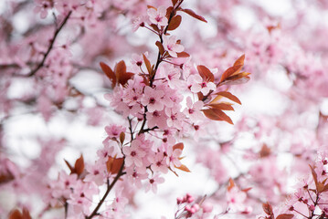 Beautiful pink flowers of bloom plum tree against evening sunset light and blurred bokeh. Spring seasonal floral background. Plum blossoming close up.