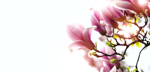 Spring seasonal banner background with beautiful pink flowers of magnolia against white bright light. Horisontal Banner with empty space for text.