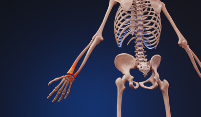 3D medical illustration of a human skeleton with wrist pain injury - obrazy, fototapety, plakaty