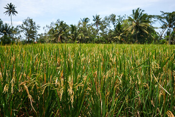rice field in bali