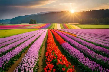 Fototapeten field of tulips at sunset © TANVEER