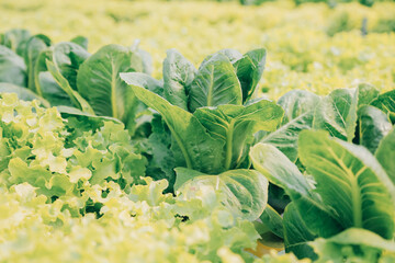 Woman gardener inspects quality of green oak lettuce in greenhouse gardening. Female Asian...